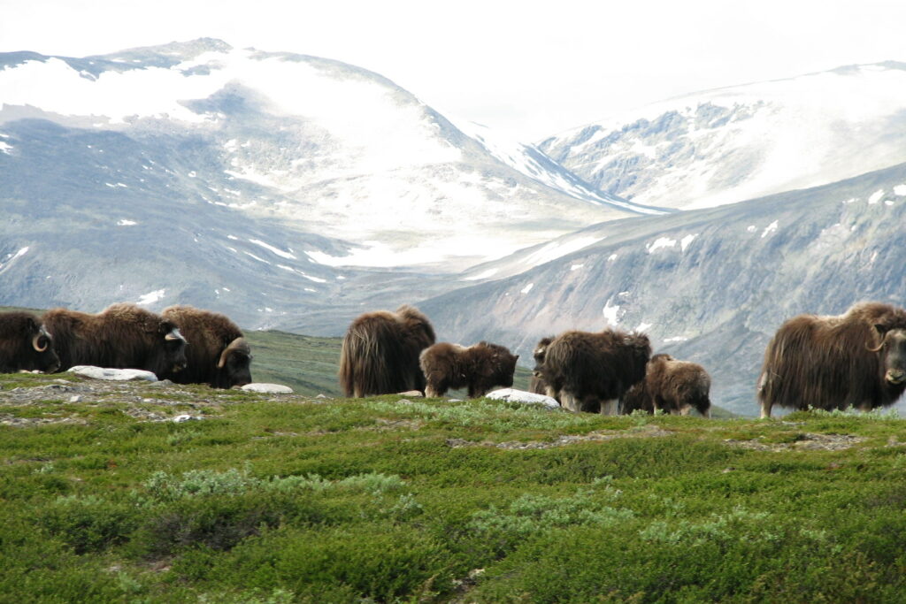 Musk ox safari in Dovrefjell National Park