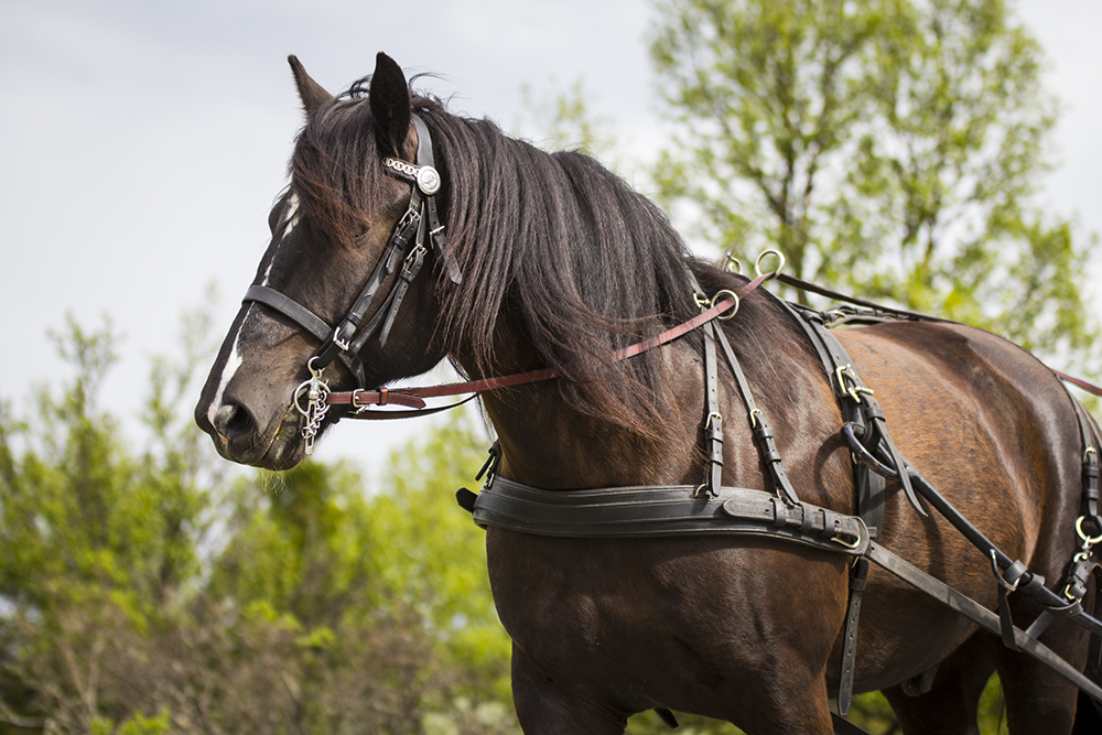 Horse carriage riding - Rondane River Lodge