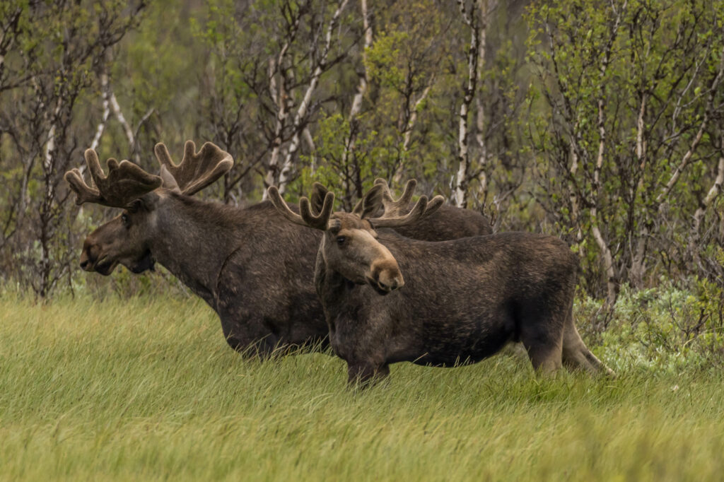 Moose safari - Rondane River Lodge