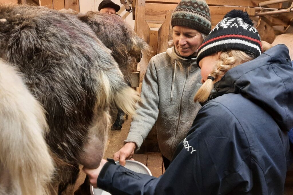 Goat farm visit - Rondane River Lodge